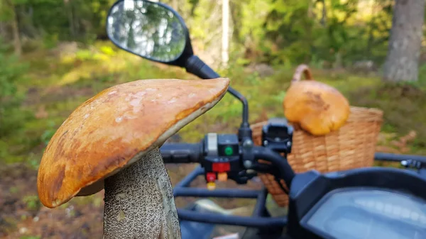 Leccinum Aurantiacum Tallo Sarna Tapa Roja Hongo Rojo Boletus Sobre — Foto de Stock