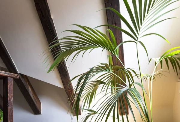 Interior of empty attic floor living room with dark beams ceilings and palm leaves in flower pot with shadow in light background.