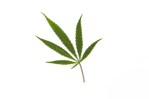 Leaf cannabis, marijuana herb isolated on white background, legalization medical hemp.