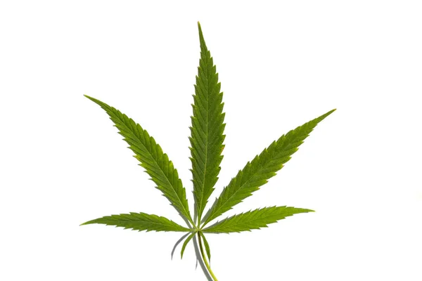 Levél Cannabis Marihuána Gyógynövény Izolált Fehér Alapon Legalizáció Orvosi Kender — Stock Fotó