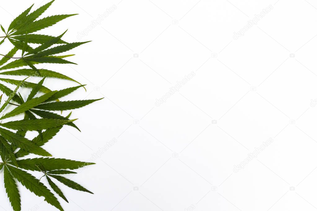Leaves cannabis, marijuana herb isolated on white background, legalization medical hemp.