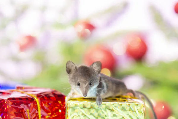 Cute mouse on gold red box Christmas gifts on blurred christmas background. Rat is symbol of New year 2020 according to Chinese calendar.