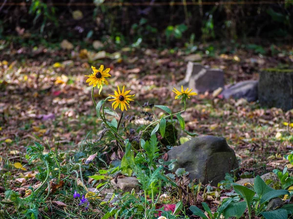 Fotka Podzim 2017 Půdě Tyhle Květiny Odolávají Chladu Dávají Nám — Stock fotografie