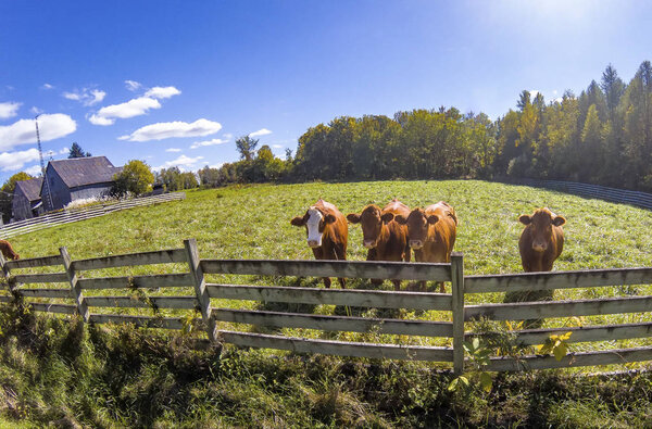 В прекрасный день эта фотография была сделана в красивом загородном месте. Roxton Falls, Quebec, Canada, 28 сентября 2018
.