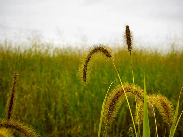 すべて繊細なこの植物は 私の家の近くのフィールドで発見されます マクロで撮影した写真 アクトン ヴェイル ケベック州 カナダ 2018 — ストック写真