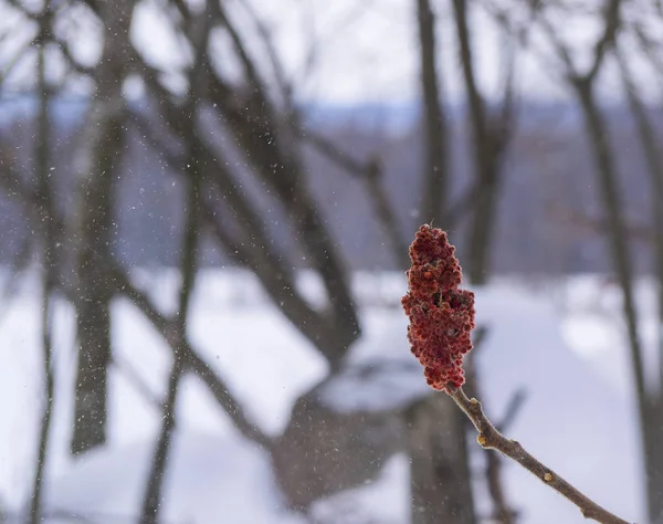 颜色是红色的 它出现在冬天的白色中 照片拍摄于我的家附近 加拿大魁北克罗克斯顿瀑布 2015年3月5日 — 图库照片