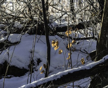 Kış manzarası ile kontrast çok güzelmiş. Ulverton, Quebec, Kanada'da çekilmiş fotoğrafı; 8 Aralık 2018.