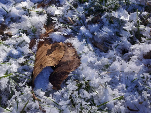 随着温度的升高 青草和褐色叶子周围形成了冻融晶体 纹理效应 加拿大魁北克乌弗顿 2018年1月26日 — 图库照片
