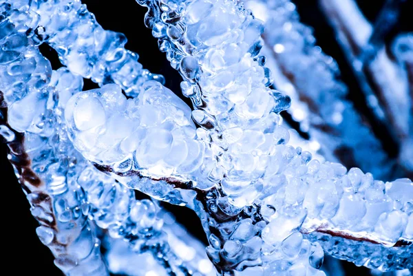 氷で覆われた植物 — ストック写真