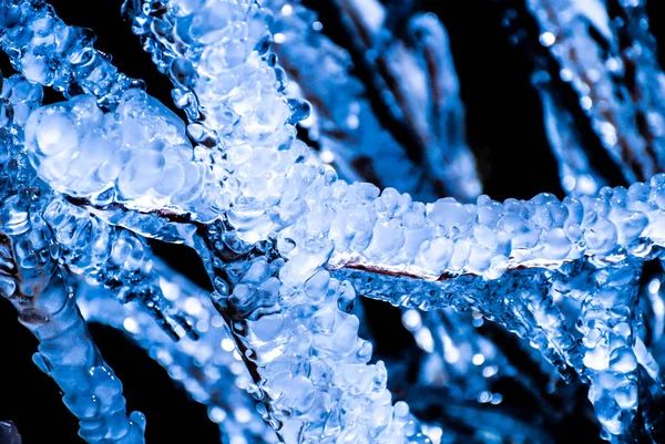 Planta Cubierta Hielo — Foto de Stock