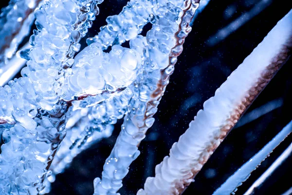 Planta Cubierta Hielo — Foto de Stock