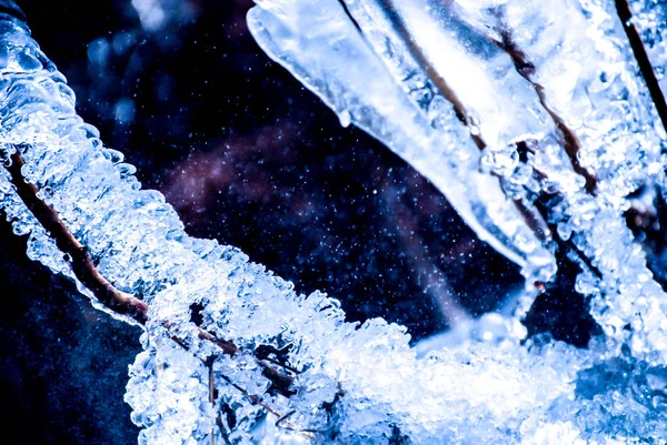 氷で覆われた植物 — ストック写真