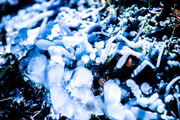 覆盖着冰的植物 — 图库照片