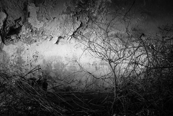 Мертве Дерево Біля Стіни — стокове фото