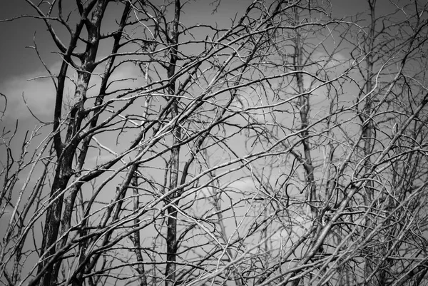 Νεκρό Δέντρο Μαύρο Και Άσπρο — Φωτογραφία Αρχείου