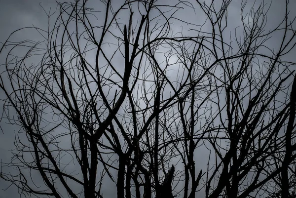 黑色和白色的死树 — 图库照片