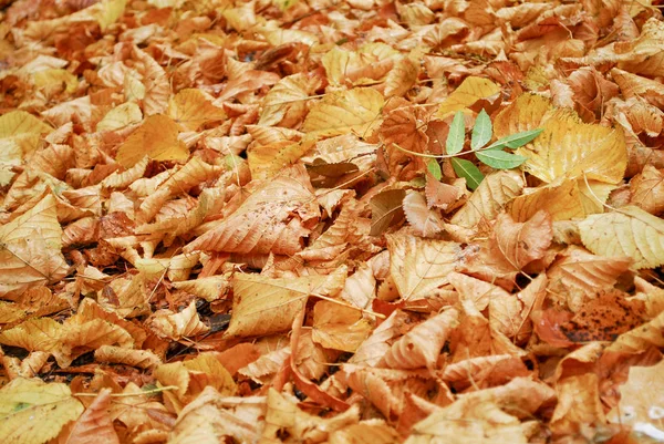 Jesienne Liście Las Jesienią — Zdjęcie stockowe