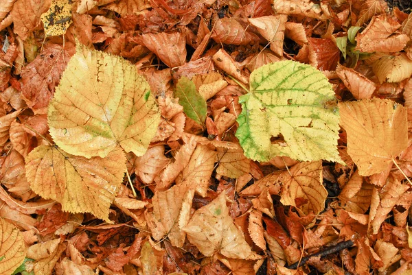 Autumn Leaves Forest Autumn — Stock Photo, Image