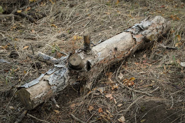 Détruire Flore Déforestation Arbres Coupés — Photo