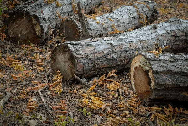Förstörelse Flora Avskogning Klippa Träd — Stockfoto
