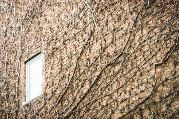 Gruselige Pflanze Einer Mauer Ziegelmauer Mit Gruseliger Pflanze Bedeckt — Stockfoto