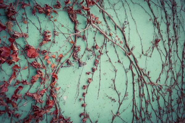 Creepy Roślin Suchych Liści Zielony Ściana — Zdjęcie stockowe