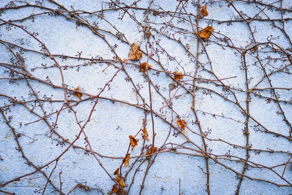 不気味な植物で 青い壁の乾燥葉 — ストック写真