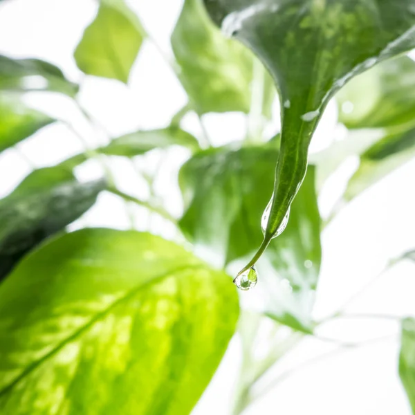 Decorative green plant with wet leaves. Green leaves with raindrops.