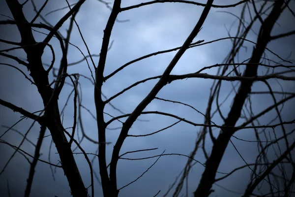 Des Branches Arbres Morts Vue Spectaculaire Des Branches Sans Feuilles — Photo