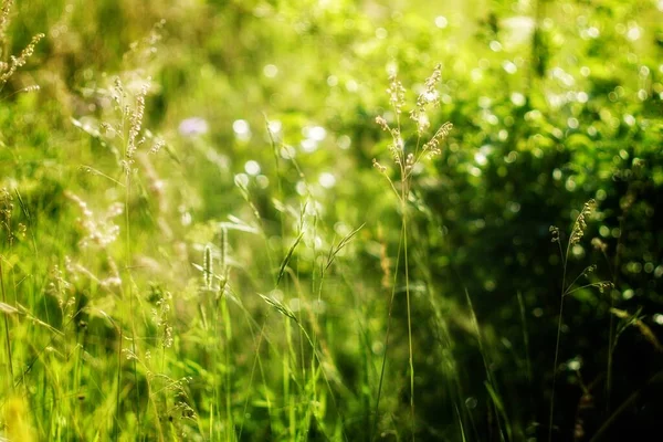 Plantas Flores Verdes Campo — Fotografia de Stock