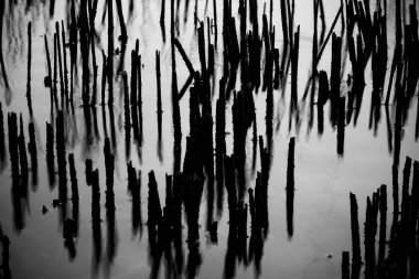Bir göl kıyısındaki kuru kökler su yüzeyine yansıyor.. 