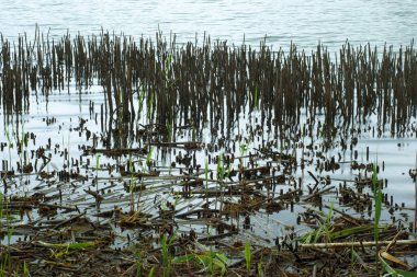 Bir göl kıyısındaki kuru kökler su yüzeyine yansıyor.. 