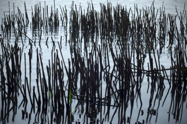 Bir göl kıyısındaki kuru kökler su yüzeyine yansıyor.. 