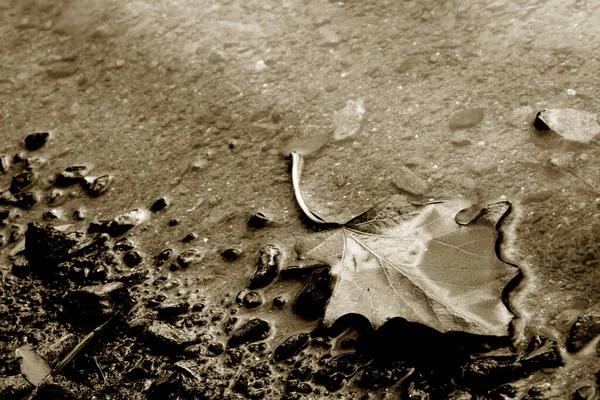 Una Hoja Arce Seco Agua Orilla —  Fotos de Stock