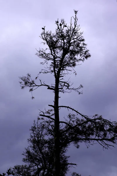 Uma Silhueta Solitária Pinheiro Contra Fundo Céu Roxo — Fotografia de Stock