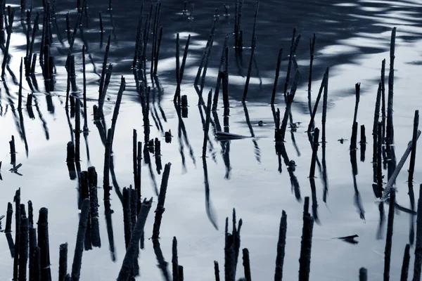 Сухі Стебла Березі Озера Відображені Водяній Поверхні — стокове фото