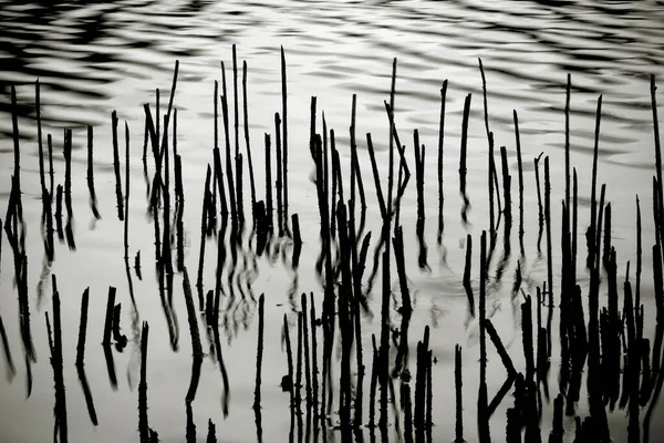 Tiges Sèches Sur Rive Lac Réfléchies Sur Une Surface Eau — Photo