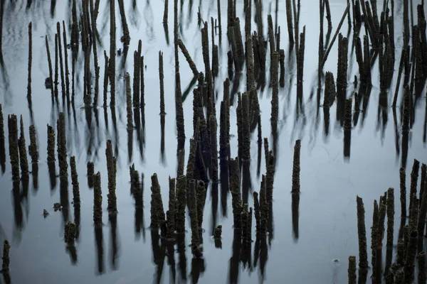 Сухі Стебла Березі Озера Відображені Водяній Поверхні — стокове фото
