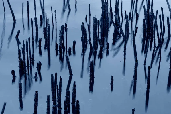 Сухі Стебла Березі Озера Відображені Водяній Поверхні — стокове фото