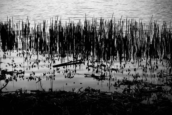 Сухі Стебла Березі Озера Відображені Водяній Поверхні — стокове фото