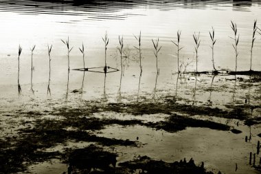 Bataklıkta doğal bir sırada yetişen yeşil bitkiler. Göl kıyısında çiğ kökler.. 