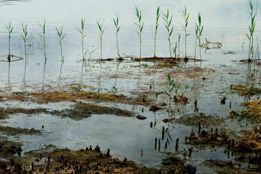 Bataklıkta doğal bir sırada yetişen yeşil bitkiler. Göl kıyısında çiğ kökler.. 