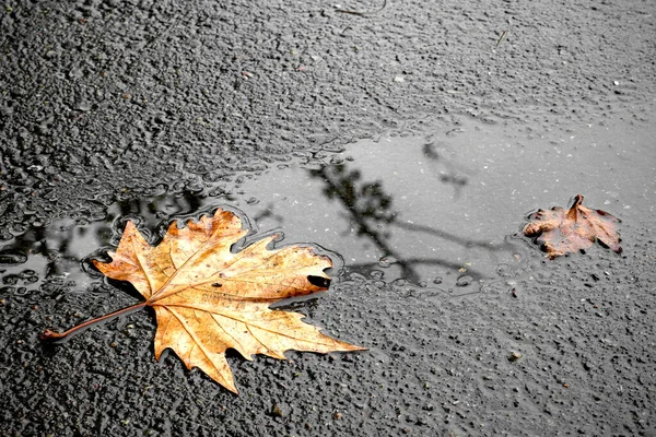 Una Hoja Arce Amarillo Camino Mojado Otoño Sale Por Camino —  Fotos de Stock