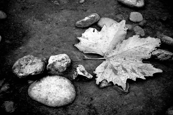 一片落下来的枫叶在水底 黑白相间 有枫叶和卵石的湖底景观 — 图库照片