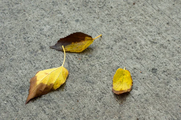 Τρία Κίτρινα Πεσμένα Φύλλα Υγρή Τσιμεντένια Επιφάνεια Φθινοπωρινά Φύλλα Στο — Φωτογραφία Αρχείου