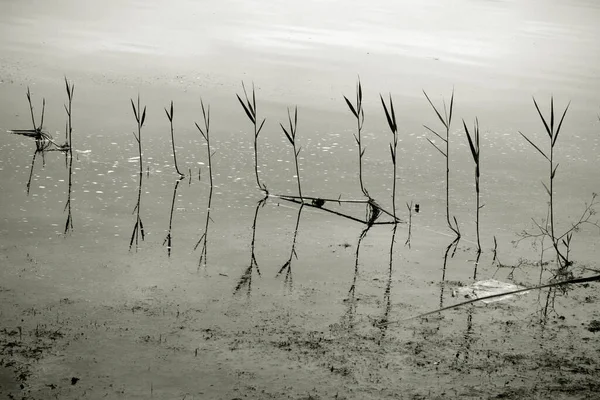 Bataklıkta Doğal Bir Sırada Yetişen Yeşil Bitkiler Göl Kıyısında Çiğ — Stok fotoğraf