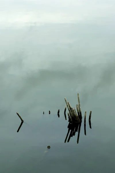 Березі Озера Являється Суха Тростина Мертві Рослини — стокове фото