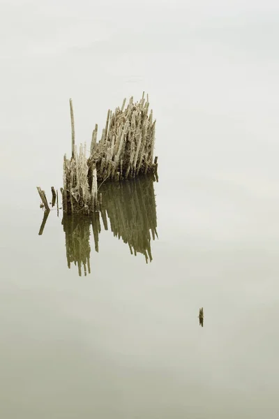 Березі Озера Являється Суха Тростина Мертві Рослини — стокове фото