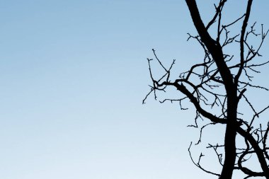 Metin için boş bir kopyasına sahip yaprakları olmayan çıplak bir ağaç.