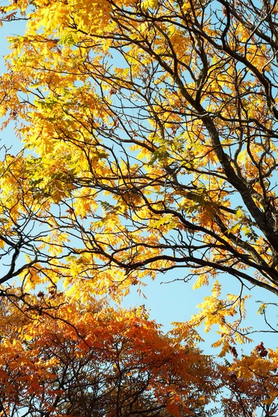 Baumblanches Mit Gelben Blättern Gegen Den Himmel Herbstliche Besonderheiten Baumblanches — Stockfoto